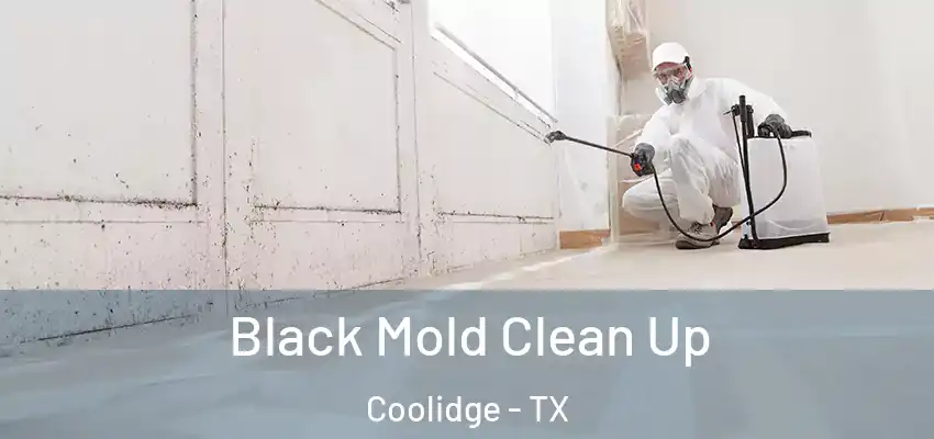  Black Mold Clean Up Coolidge - TX