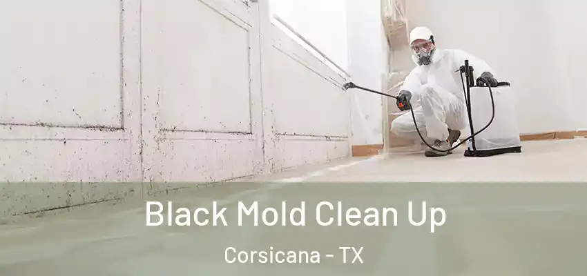  Black Mold Clean Up Corsicana - TX