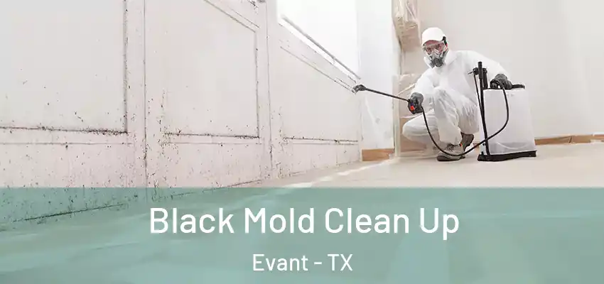 Black Mold Clean Up Evant - TX