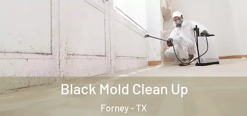 Black Mold Clean Up Forney - TX