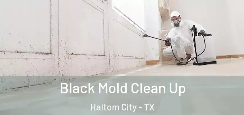  Black Mold Clean Up Haltom City - TX
