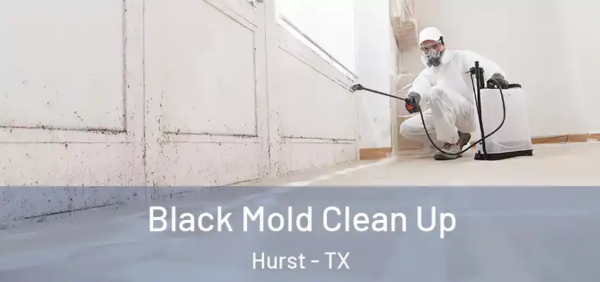 Black Mold Clean Up Hurst - TX