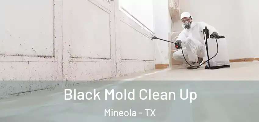  Black Mold Clean Up Mineola - TX