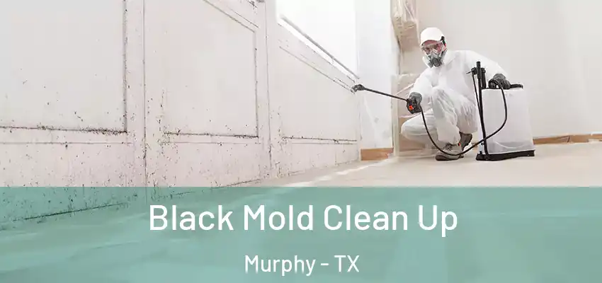Black Mold Clean Up Murphy - TX