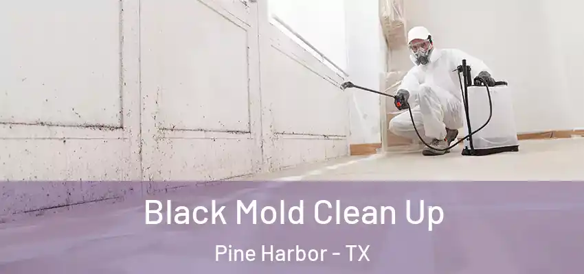 Black Mold Clean Up Pine Harbor - TX
