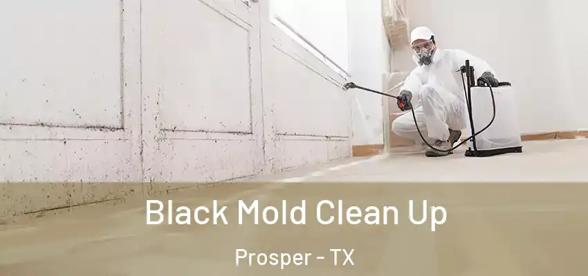  Black Mold Clean Up Prosper - TX