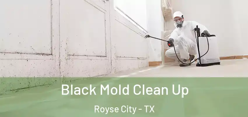  Black Mold Clean Up Royse City - TX