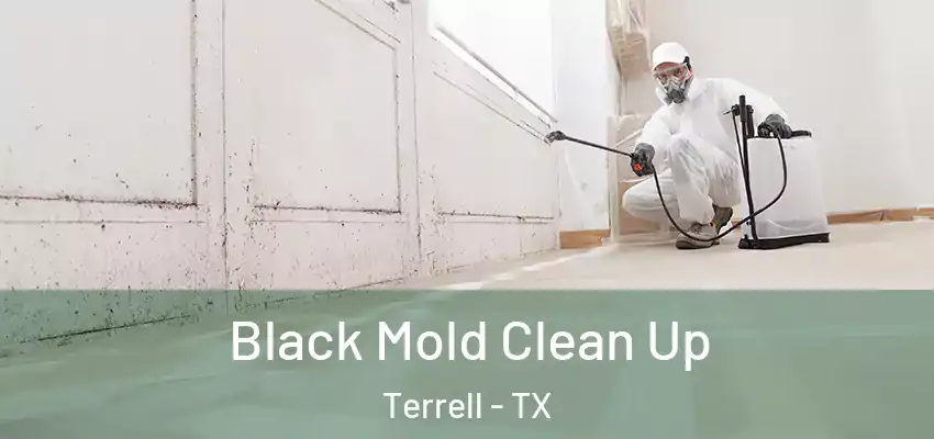 Black Mold Clean Up Terrell - TX