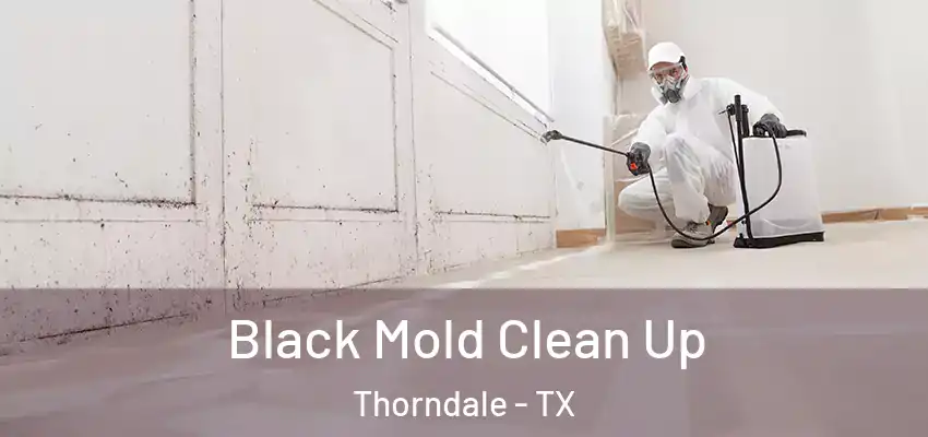 Black Mold Clean Up Thorndale - TX