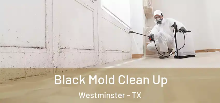 Black Mold Clean Up Westminster - TX