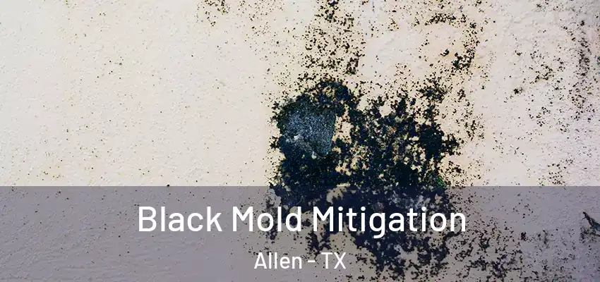 Black Mold Mitigation Allen - TX