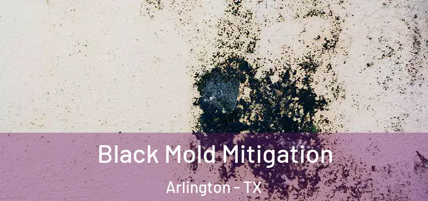 Black Mold Mitigation Arlington - TX