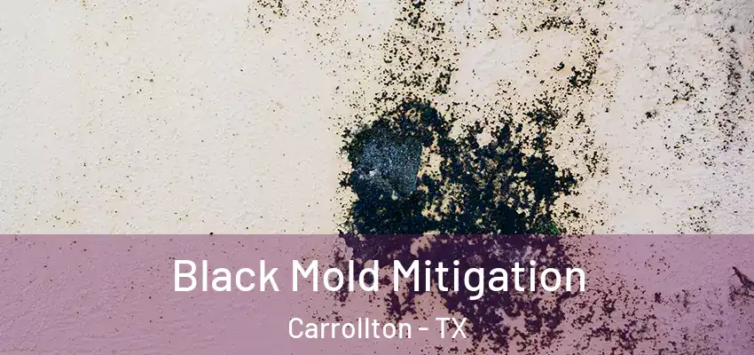  Black Mold Mitigation Carrollton - TX