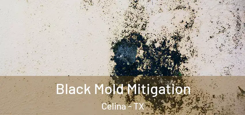 Black Mold Mitigation Celina - TX