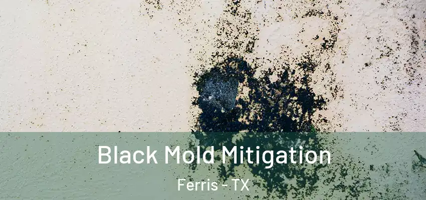  Black Mold Mitigation Ferris - TX