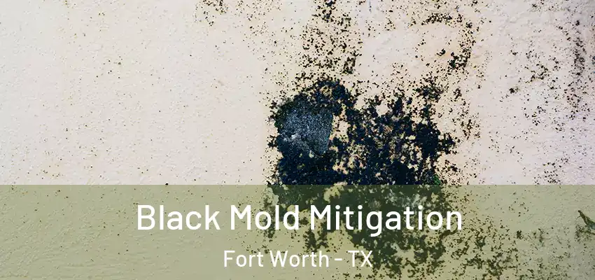Black Mold Mitigation Fort Worth - TX
