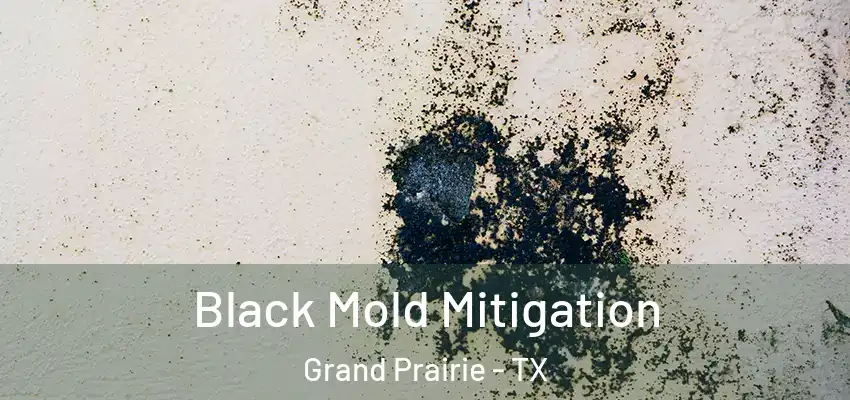  Black Mold Mitigation Grand Prairie - TX