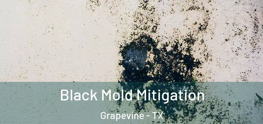Black Mold Mitigation Grapevine - TX