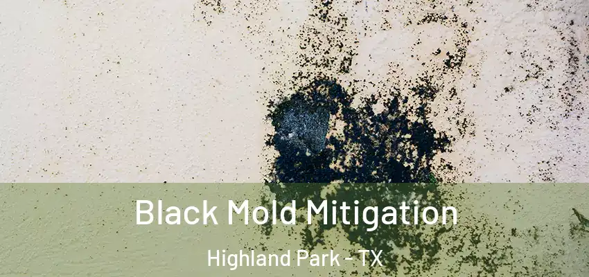  Black Mold Mitigation Highland Park - TX