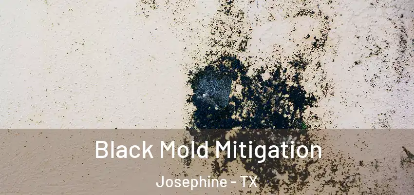 Black Mold Mitigation Josephine - TX
