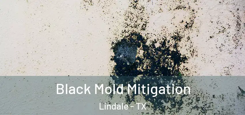  Black Mold Mitigation Lindale - TX