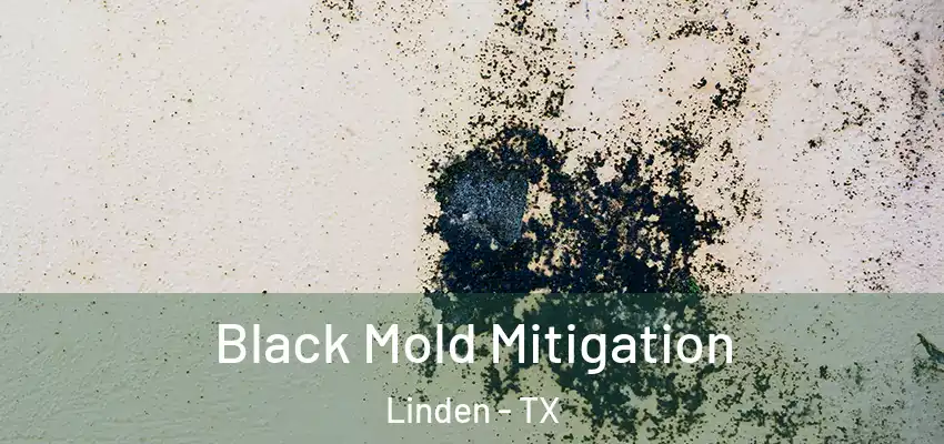 Black Mold Mitigation Linden - TX
