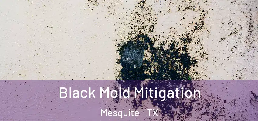  Black Mold Mitigation Mesquite - TX