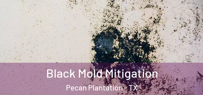  Black Mold Mitigation Pecan Plantation - TX