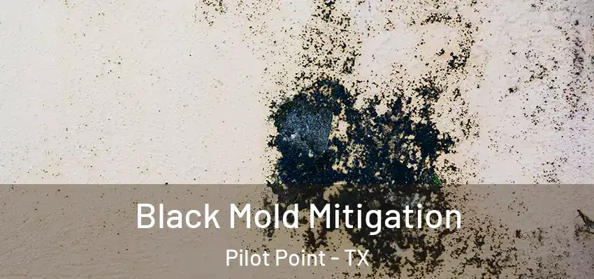 Black Mold Mitigation Pilot Point - TX