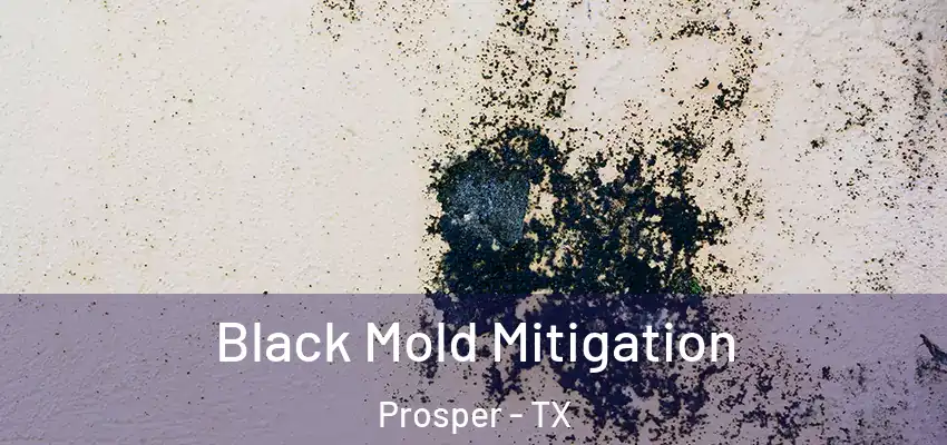 Black Mold Mitigation Prosper - TX