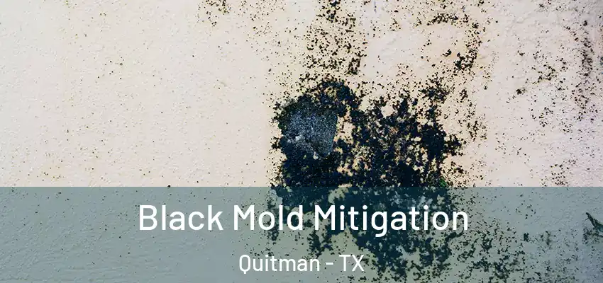  Black Mold Mitigation Quitman - TX