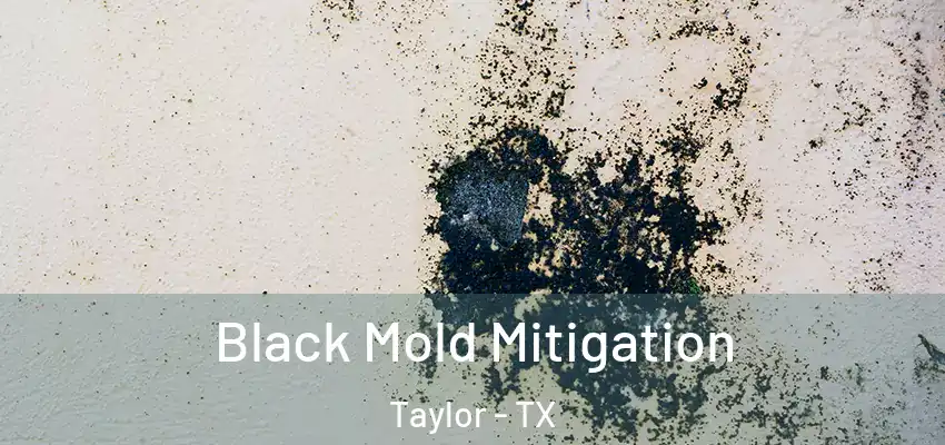  Black Mold Mitigation Taylor - TX