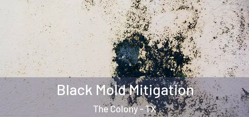  Black Mold Mitigation The Colony - TX