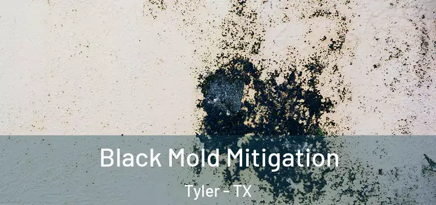  Black Mold Mitigation Tyler - TX