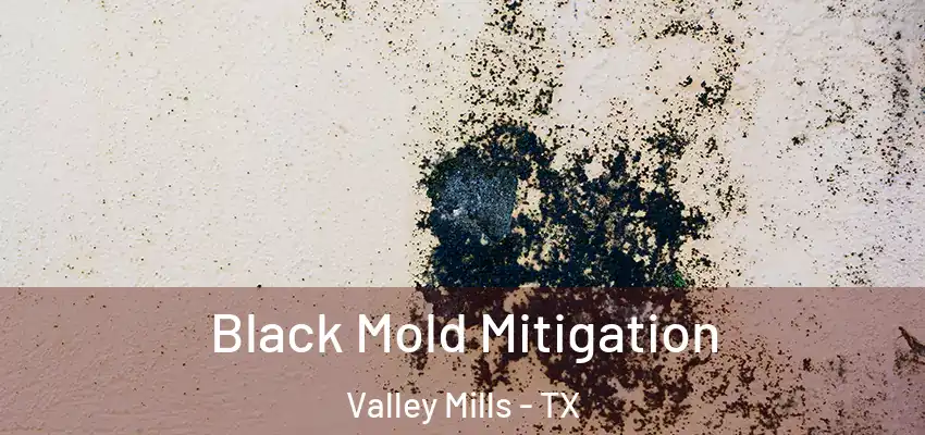  Black Mold Mitigation Valley Mills - TX