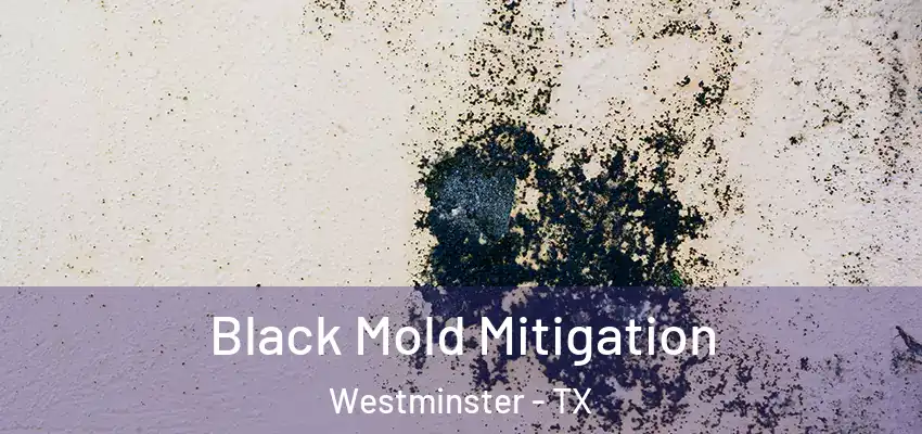 Black Mold Mitigation Westminster - TX