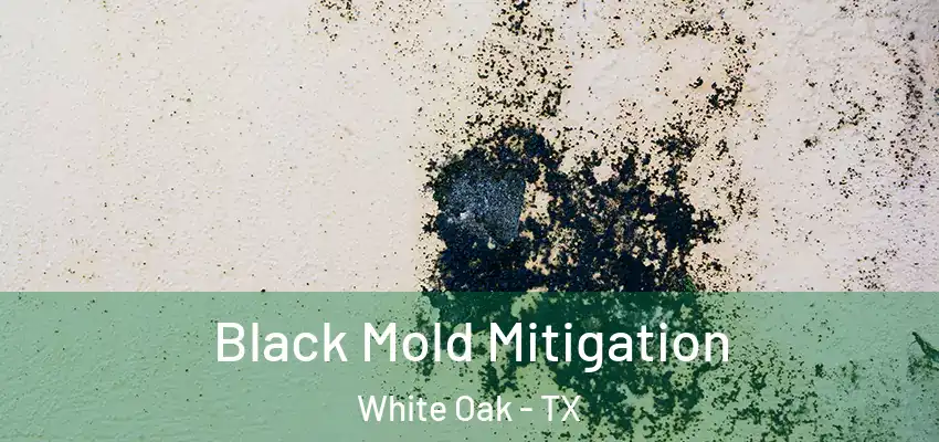  Black Mold Mitigation White Oak - TX