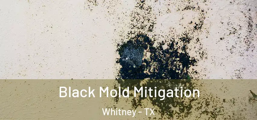  Black Mold Mitigation Whitney - TX