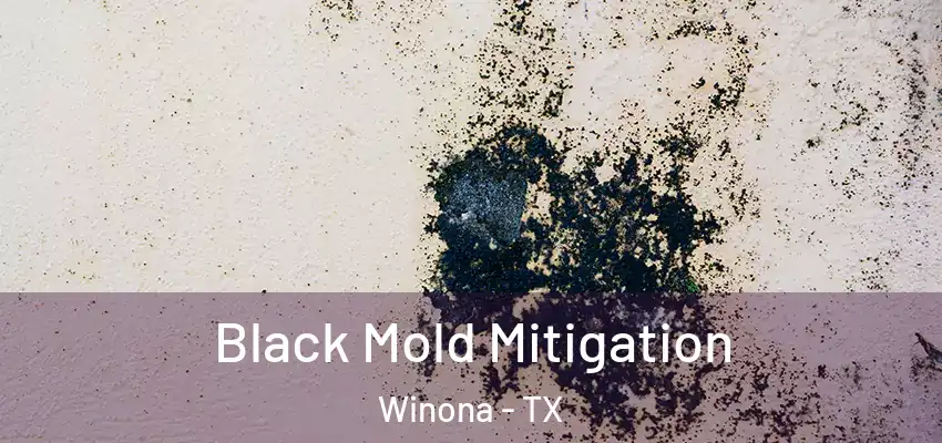  Black Mold Mitigation Winona - TX