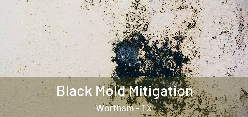  Black Mold Mitigation Wortham - TX
