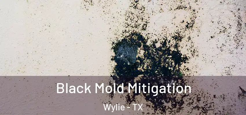  Black Mold Mitigation Wylie - TX