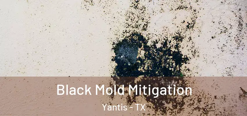 Black Mold Mitigation Yantis - TX