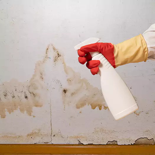 Trusted Black Mold Mitigation Specialists in Frisco, TX