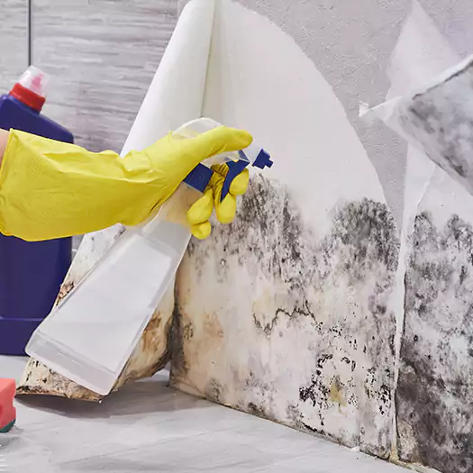 Reliable Mold Abatement Specialists in Frisco, TX