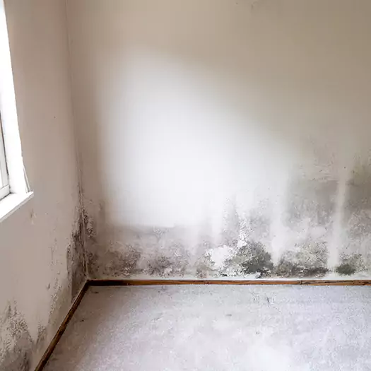 Trusted Mold Cleanup Specialists in Frisco, TX