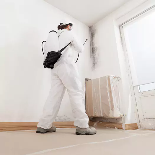 Trusted Mold Damage Experts in Frisco, TX