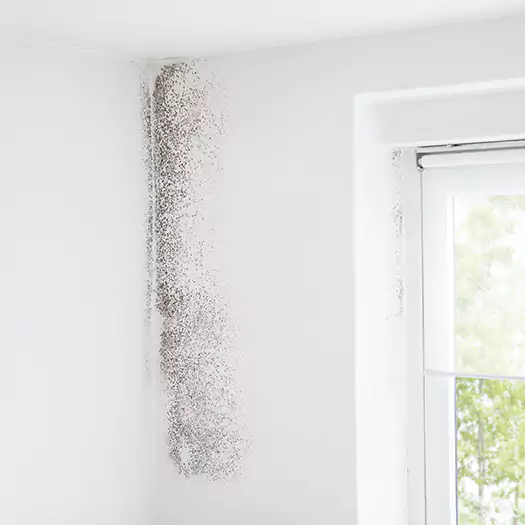 Trusted Mold Eradication Professionals Serving in Frisco, TX