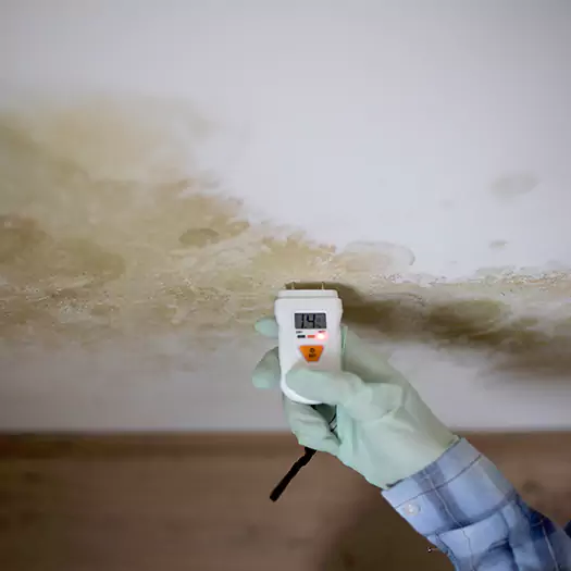 Reliable Mold Inspection Experts in Frisco, TX