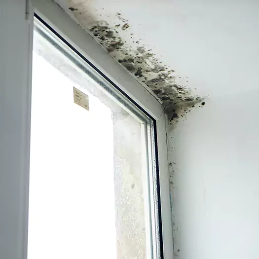 Reliable Mold Treatment Specialists in Frisco, TX
