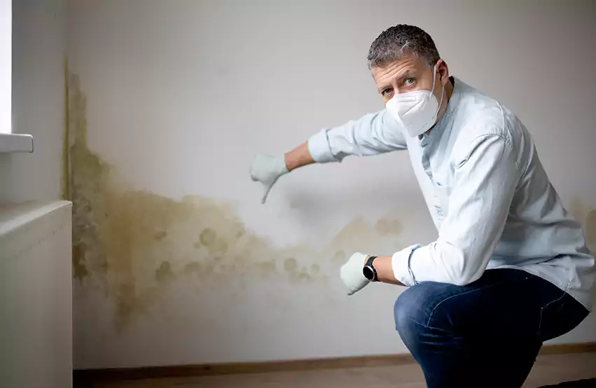 Mold Removal in Frisco, TX